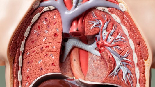 Future of Cardiac Care: Growth Trends in the Transcatheter Pulmonary Valve Market