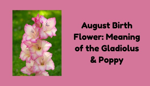 August Birth Flower: Meaning of the Gladiolus & Poppy