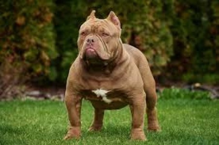  Alpha Dog Training Tips: Proven Pack Leader Techniques to Build Respect and Control