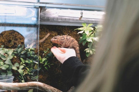 BS Zoology at KIPS: Pathways to Research and Wildlife Careers