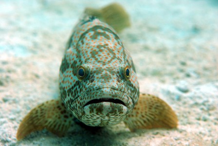 The King of Arabian Waters: Everything You Need to Know About Hamour Fish