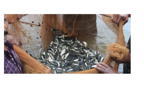 Global Fish Farming Market: Trends, Growth & Insights