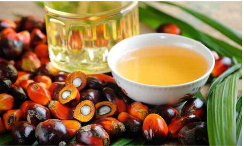 Colombia Palm Oil Market: Trends, Insights, and Growth Outlook
