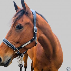 Shop Padded Leather Halter Online | CanterCart