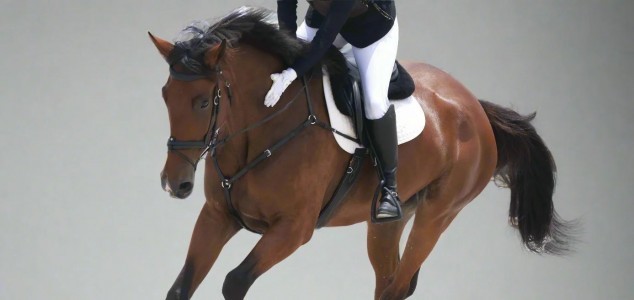Buy Horse Products Online Fast Shipping at CanterCart