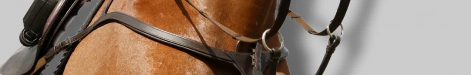 Good Quality Horse Tack Online at CanterCart