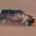 desertsafari