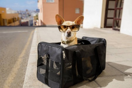 Choosing the Perfect Purse for Puppy : A Stylish and Practical Guide