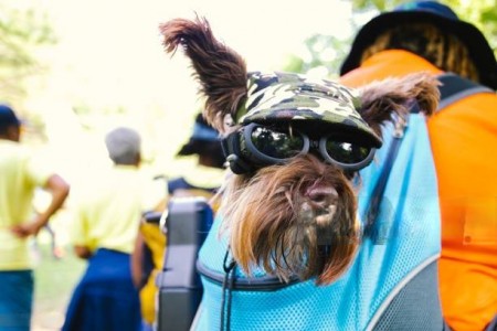 Discover the Everyday Ease of Pet Sling Carriers for Dogs