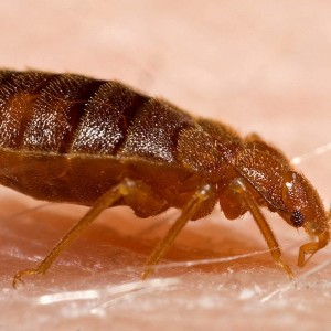 Effective Bed Bug Treatment in Hanover Homes