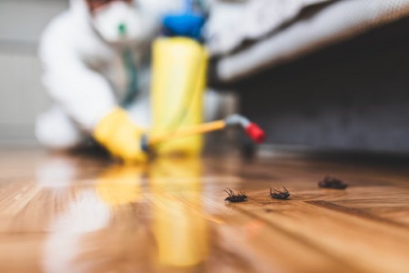 Effective Cockroach Pest Control for a Clean and Safe Home