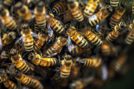 Emergency Help for Bee Swarms in Hanover: Safe, Smart, and Humane Solutions