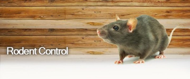 Year-Round Protection: Keeping Homes Safe with Smart Rodent Pest Control