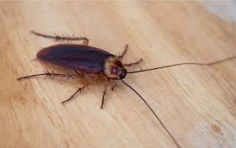 Swift Roach Control Solutions for Time-Strapped Homeowners