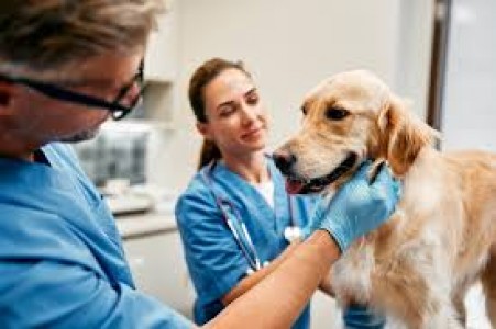 How a Dog Doctor in Lucknow Guides Pet Owners on Proper Nutrition Plans