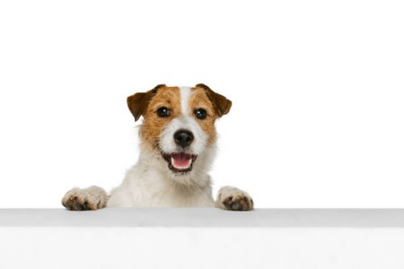 Best Pet Shop in Lucknow With Premium Cat and Dog Foods | Lapet India