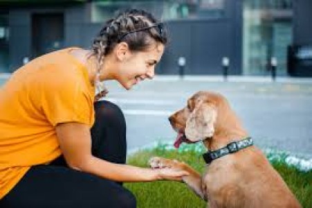 Pet Shop Gomti Nagar With Fresh Stock of Imported Pet Breeds | Lapet India