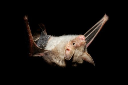 What Are the Legal Methods for Bat Removal in Texas? 